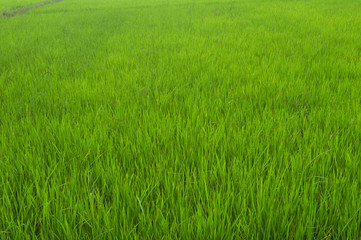 paddy growing in a field