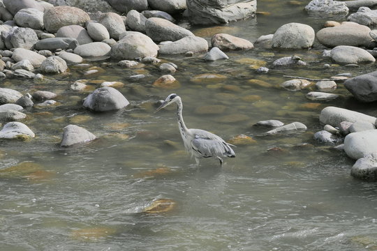 Heron along Brembo river in San Pellegrino terme, Lombardy, Italy