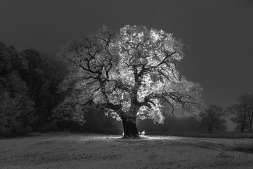Samotne drzewo pokryte śniegiem,  zdjęcie wykonane nocą, podświetlenie tylne drzewa ledowe. - obrazy, fototapety, plakaty