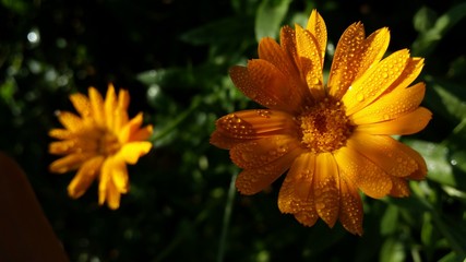 water drops on Calendula officinalis plant. orange flower petals in the morning