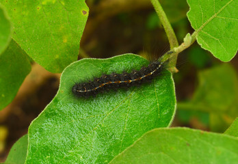 dark caterpillar on a leaf