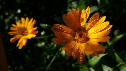 water drops on Calendula officinalis plant. orange flower petals in the morning