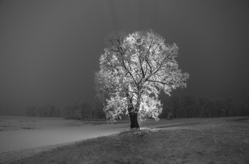 Samotne drzewo pokryte śniegiem,  zdjęcie wykonane nocą, podświetlenie tylne drzewa ledowe.