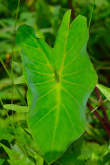 green grasshopper in the center of a gree leaf