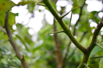 water droplet on a thorn