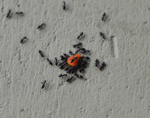 ants feeding on a piece of food.