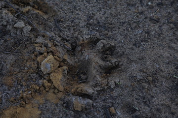 Terre/sable humide texture