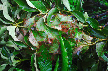 weaver ants on a nest that was cut down