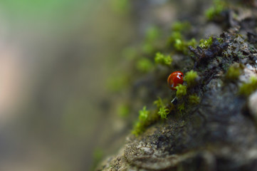 lady bug among moss on a tree bark