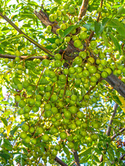 Olive tree with olives, Greece