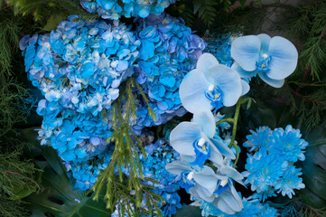 Blue orchid And blue flowers on the background of green leaves