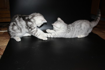 marbled and spotted silver Scottish Straight kittens playing on a black background