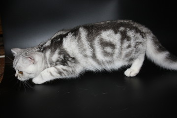 marbled silver scottish straight kitten playing on black background