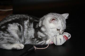 marbled silver scottish straight kitten playing on black background