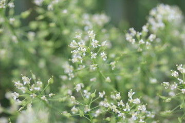 white flowers in the garden