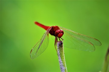 dragonfly on a green leaf