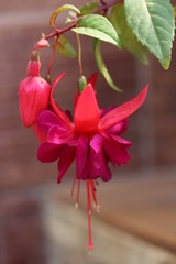 red and white flower