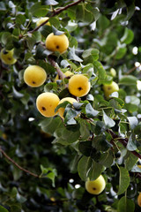 Ripe pears in August. Beautiful view.