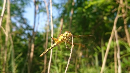 A dragonfly resting on a cane	
