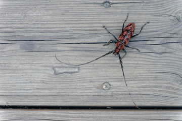 Longhorn beetle ( Neocerambyx oenochrous, Aeolesthes oenochrous, Hemadius oenochrous, Cerambycidae)