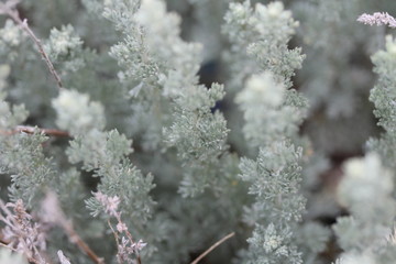 frost on branches