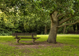 An empty wooden park bench in a  tranquil  norfolk england  wooded  grass area in summer
