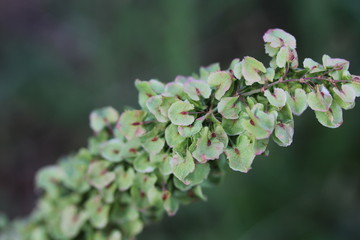 blooming apple tree