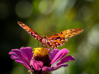 Close-up of a Gulf Fritillary butteryfly, Avgraulis vanillae nigrior,  on a Zinnia flower