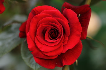 red rose close up