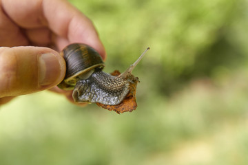 A large snail is crawling along a man's hand.