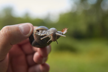 A large snail is crawling along a man's hand.