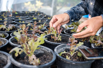  farmer take care of salad vegetables , Red lettuce on the farm at garden home