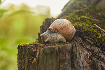 A large white snail sits on a tree.