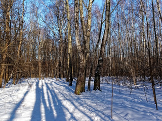 shadows from trees in the forest in winter, Moscow