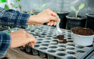 People are using a spoon to scoop peat. Planting seedlings is salad vegetables.