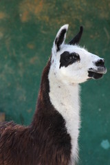 llama with a blue eyes