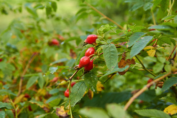 Red ripe rose hips on the branches.