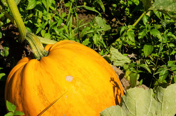 Pumpkins close to being ready to harvest. Close-up big orange pumpkin growing in the garden. Pumpkin plants with rich harvest growing on a field under sunlight.