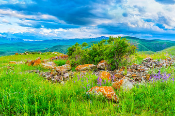 The rocks and wildflowers on the meadow, Syunik Province, Armenia