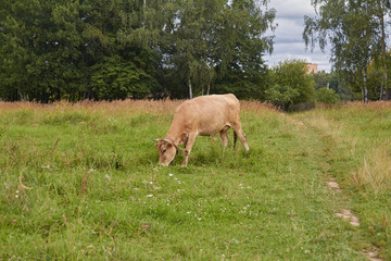 Obraz na płótnie Canvas The cow grazes in the field and eats juicy grass.