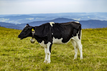 Fototapeta na wymiar Vache pâturant en Forêt Noire.