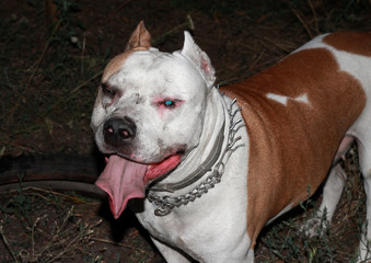 Staffordshire Terrier with an open mouth. Evil dirty dog.