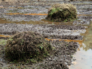 Heap of decaying weeds kept as manure for preparing a village paddy field