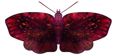 motyl insekt izolowany 蝶 butterfly skrzydła bug fruwać beut czarna piękne makro ćma tropikalna barwa lato dzika natura