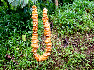 Chain of cut brindle berry or Malabar tamarind hung for drying.