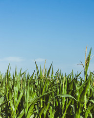 Fototapeta premium Corn field on a sunny summer day with a blue sky on a background.
