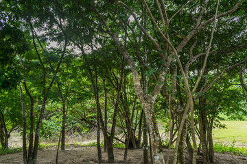 Pequena floresta.