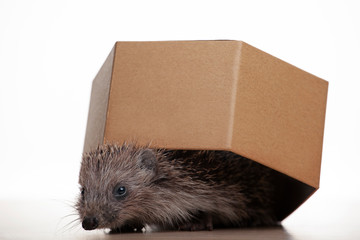 image of hedgehog box white background 