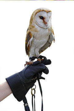 Hand with a leather gloved holding a white owl bird of prey.  Isolated on white background.