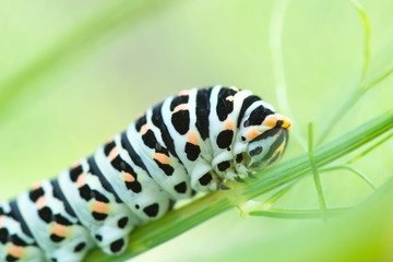 Naklejka premium Nahaufnahme einer Raupe des Schwalbenschwanz Schmetterling, Papilio machaon